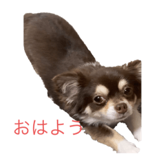 チワワのチョコタンるなちゃん