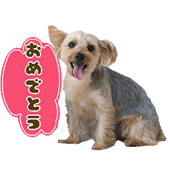 ニコルのひとこと。