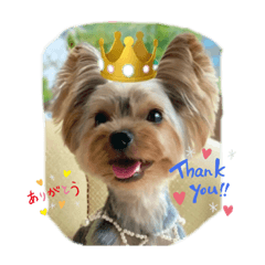 Leoたんの日常スタンプ