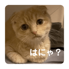 もふもふもかちゃん