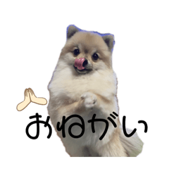 可愛いポメラニアン❤️2