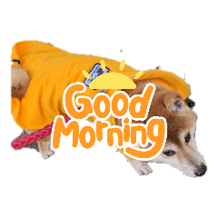 柴犬ジュンちゃん