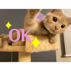 猫のちゃちゃ君スタンプ！