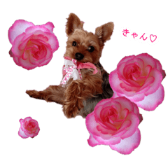 リーチさんスタンプ 2022春