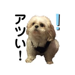 それいけモコやん