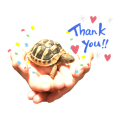 かめのノアスタンプ