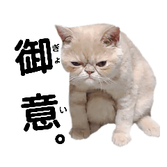 エキゾチックショートヘア　まりも