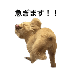 ももちゃん　第二弾