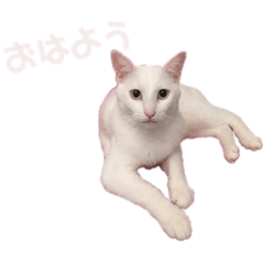 しろねこのめい