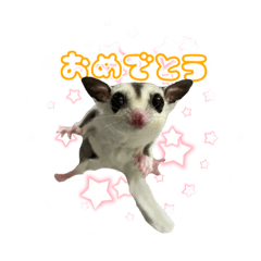 フクロモモンガのモンジュちゃん　Part2