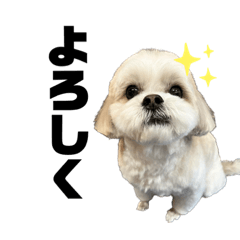 かわいい犬ひらめ2