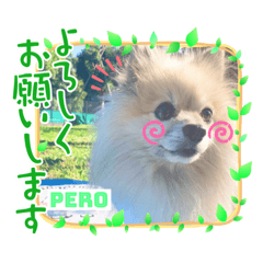 Pero is king of kawaii