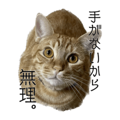 茶トラねこ茶々丸