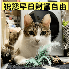 Eggo Beauty Cat Part 2