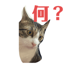 キジシロハチワレ猫コタロー