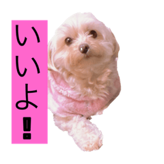 愛犬モモ！