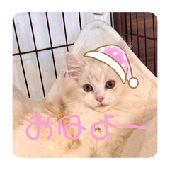 猫 サイベリアのラテくん♡