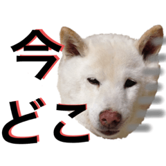 白柴スタンプ関西弁　2