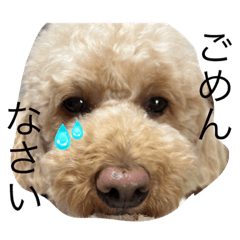 まるぷぅの日常 2