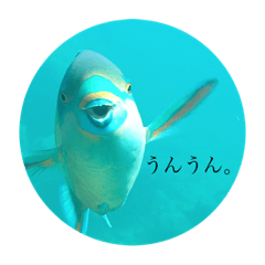 沖縄のさかなくん。とその仲間達