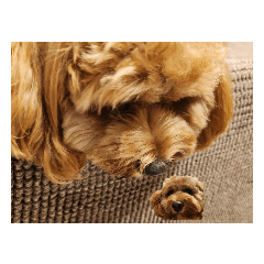 うーぴー犬犬犬犬犬犬犬犬合計8スタンプ