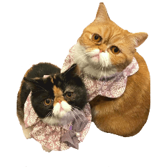 ココ＆トトのスタンプ♡