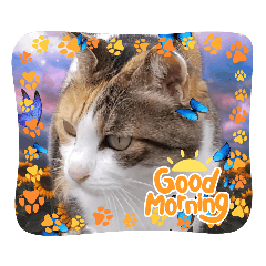 にゃんこ部の仲間たち