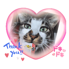 保護猫デクさま【普段使い用】