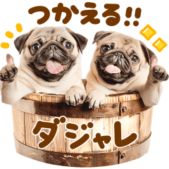毎日使える♡パグだじゃれ