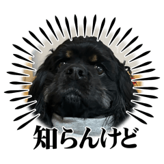 アメリカンコッカー ブラックタン