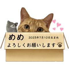 ぼくはめめ！！