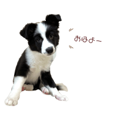 ボーダーコリーカミーユ