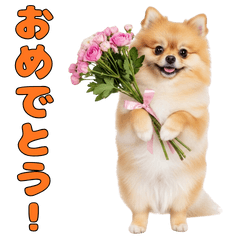 真面目で素直なポメラニアン