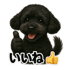 「トイプーほっこり日和」