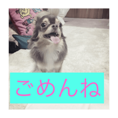 チョコタンチワワのグッディ