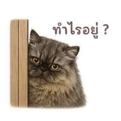 Hanna_cat_20260506222250