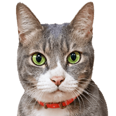 Tao the Cat | Cute Daily Stickers