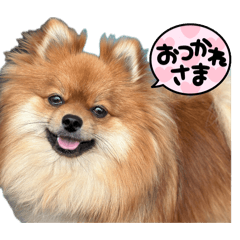 ポメラニアンモナカのスタンプ