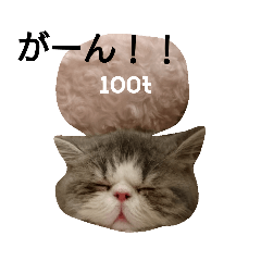 プリンたん Exotic short hair Prin