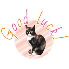 よく使う言葉(ネコ大きめ文字)