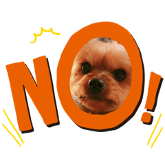 ヨーキーのミミ