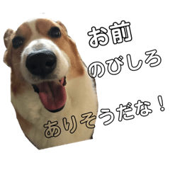 わがままコーギーのダン君