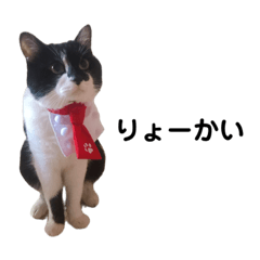 うちのにゃんこ【こてつ】