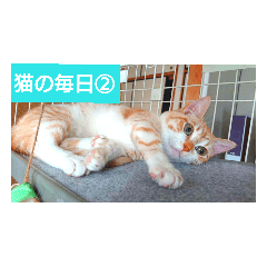 毎日使える猫の毎日 Every of the cat