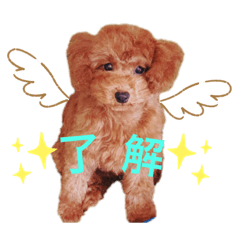 トイプードル♪麦♪