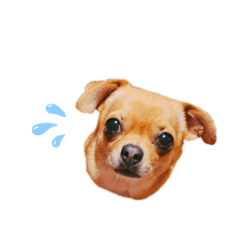 こんにチワワゆずたんぷ。