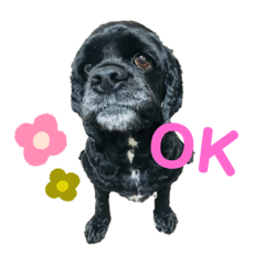 アメリカンコッカースパニエルのスタンプ