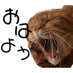 いっぬねっこ！