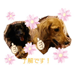 ダックスもも＆チワックスとと