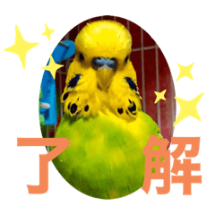 ジャンボセキセイインコスタンプ